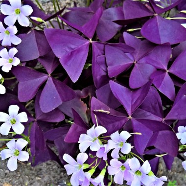 purple-shamrock (1)